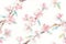 Floral Elegance Sakura Blossom Pattern Showcase