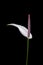 Floral Elegance - White Anthurium with Pink Spadix