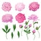 Floral Elements Set with Pink Peony Flowers, Leaves and Buds. Hand Drawn Botanical Flora for Decoration, Wedding