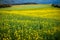 Floral Extravaganza: Rapeseed and Wheat Fields Abound with Spring Blooms in a Rural Agricultural Landscape