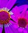 Floral fine art color macro flower portrait of a pair of violet white pink yellow marguerite daisy blooms