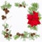 Floral flat lay frame Christmas flower poinsettia thuja branches