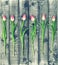 Floral flat lay Tulip flowers wooden background vintage