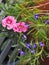 Floral flowers pinks lobelia lobelias pretty plants small garden gardens