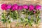 Floral frame with pink peonies on wooden background