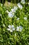 Floral garden. Alpine mouse-ear Latin: Cerastium alpinum close up, used in landscape design. Vertical photo
