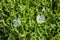 Floral garden. Flowers Alpine mouse-ear Latin: Cerastium alpinum close up. Selective focus. Soft blurry background