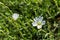 Floral garden. Flowers Alpine mouse-ear Latin: Cerastium alpinum close up. Soft selective focus