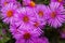 Floral garden. Lilac flowers New York aster or Aster novi-belgii Latin: Symphyotrichum novi-belgii close up