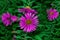 Floral garden. Lilac flowers New York aster or Aster novi-belgii Latin: Symphyotrichum novi-belgii close up. Selective focus,
