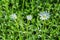 Floral garden. Three flowers Alpine chickweed Latin: Cerastium alpinum close up. Selective focus, soft blurry background