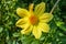 Floral garden. Yellow Dahlia `Jolly Fellows` closeup. Selective focus