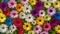 Floral gardening background with variety colorful garden flowers