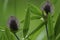 Floral green background. Wildflowers violet clover on a bokeh background. Close-up. Soft focus.