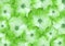 Floral green hydrangeas. flowers background. Close-up. Flower composition.