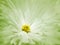 Floral green-white beautiful background. A flower of a white chrysanthemum against a background of light blue petals. Close-up.