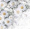 Floral grunge striped, stained  background with  stylized bouquet of chamomile and copy space