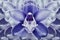 Floral halftone blue and purple background. Flower and petals of a blue orchid close up.