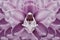 Floral halftone pink and purple background. Flower and petals of a pink orchid close up.
