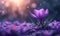 Floral Harmony: Vector Style Crocus with Bokeh Lights and Creative Space for Text