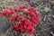 Floral heads of bright red Chrysanthemums