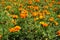 Floral heads of orange Tagetes patula