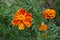 Floral heads of red and yellow Tagetes patula