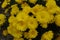 Floral heads of yellow Chrysanthemums