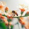 Floral interaction Honey bee gracefully lands on beautiful flower petal