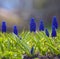 Floral landscape with Muscari blue is a genus of bulbous plants of the Asparagus family