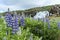 Floral landscape in Western Iceland