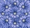 Floral light blue-white background. A bouquet of flowers from light blue gerberas. Close-up.
