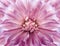 Floral light pink background. Dahlia flower. Close-up.