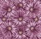 Floral light purple-pearl background. A bouquet of flowers from light purple-pink gerberas. Close-up.