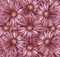 Floral light red-pearl background. A bouquet of flowers from light red-pink gerberas. Close-up.