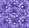 Floral light violet background. A bouquet of flowers from light violet-white gerberas. Close-up.
