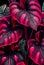 Floral magenta Alocasia Amazonica abstract background.