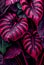Floral magenta Alocasia Amazonica abstract background.