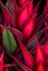 Floral magenta aloe abstract background.