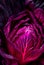 Floral magenta cabbage abstract background.
