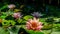 Floral magic natural landscape with close-up of water lilies or lotus flowers Perry`s Orange Sunset with spotty leaves