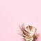 Floral minimal style concept. Exotic summer trend. Golden tropical palm monstera leaf on pastel pink color background. Shiny and