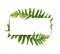Floral modern vector card design: green Polypodiophyta fern frond leaves elegant greenery, forest wreath frame border print.