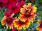 Floral mosaic background with gaillardia, petunia and bumblebee.