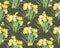 Floral narcissus retro vintage background