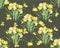 Floral narcissus retro vintage background