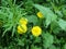 Floral natural background - four bright yellow young dandelion, the nettle shrub and the stems of the cleavers