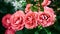 Floral natural panoramic banner. coral-colored rose flowers on a blurred dark green background. moody floral, selective focus