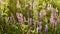 Floral natural panoramic banner. lilac wildflowers in a beautiful sunset light close-up. forest flower meadow