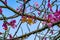 Floral natural texture with flowering thorny branches of Ceiba speciosa tree. Large pink-yellow flowers with pistils on branches